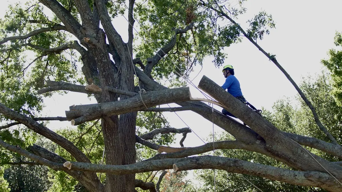 Professional Hazardous Tree Removal performed by certified arborists in Bismarck