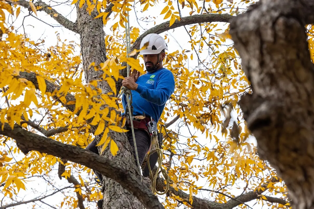Skilled Tree Trimming crew working in Bismarck